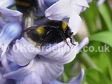 Buff-tailed bumblebee on Hyacinth