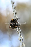 Bumble bee