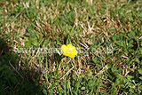 Ranunculus repens (Buttercup, Creeping Buttercup)