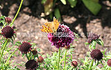 Scabiosa atropurpurea 'Chile Black'