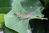Large white, cabbage white (Pieris brassicae) caterpillar