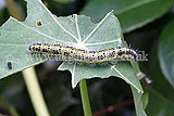 Large white, cabbage white (Pieris brassicae) caterpillar