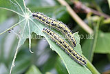 Large white, cabbage white (Pieris brassicae) caterpillar