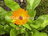 Calendula officinalis (Pot marigold, marigold)