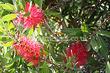 Callistemon citrinus (Bottlebrush)