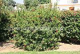 Callistemon citrinus (Bottlebrush)