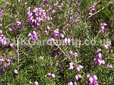 Calluna vulgaris (Heath, Heather, Erica)