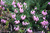 Calluna vulgaris (Heath, Heather, Erica)