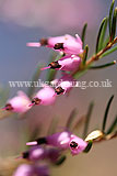 Calluna vulgaris (Heath, Heather, Erica)