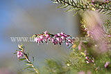 Calluna vulgaris (Heath, Heather, Erica)