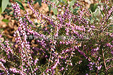 Calluna vulgaris (Heath, Heather, Erica)