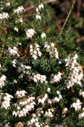 Calluna vulgaris (Heath, Heather, Erica)