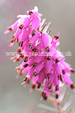 Calluna vulgaris (Heath, Heather, Erica)