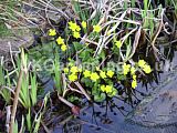 Caltha palustris (Kingcup, Marsh marigold)