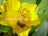 Caltha palustris (Kingcup, Marsh marigold)