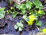 Caltha palustris 'Flore Pleno' (Kingcup, Marsh marigold)