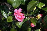 Camellia japonica 'Gloire de Nantes'