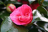 Camellia japonica 'Gloire de Nantes'