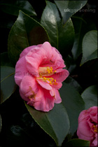 Camellia japonica with frost damage