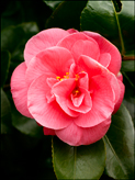 Camellia japonica 'Gloire de Nantes'