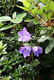 Campanula (Bellflower)