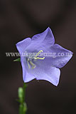 Campanula (Bellflower)