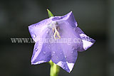 Campanula (Bellflower)