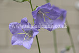 Campanula (Bellflower)