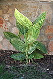 Canna (Canna lily) poss. 'Bengal tiger'