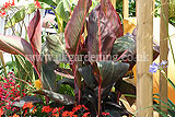 Canna (Canna lily) poss. 'Durban'