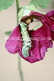 Caterpillar eating hollyhock flower