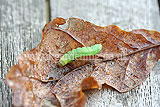 Angle Shades caterpillar (Phlogophora meticulosa)