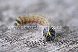 Chocolate-tip caterpillar (Clostera curtula)