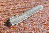 Phymatocera aterrima (Solomon's seal sawfly) larvae
