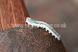 Phymatocera aterrima (Solomon's seal sawfly) larvae