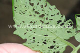 Bright-line brown-eye moth (Lacanobia oleracea) caterpillars eating tomato leaves