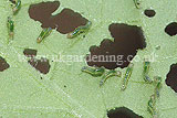 Bright-line brown-eye moth (Lacanobia oleracea) caterpillars eating tomato leaves