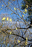 Corylus avellana (Hazel) catkins