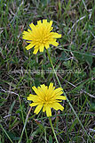 Hieracium pilosella (Hawkweed)