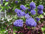 Ceanothus (Californian Lilac)