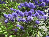 Ceanothus (Californian Lilac)