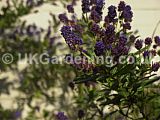 Ceanothus (Californian Lilac)