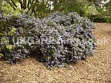 Ceanothus thyrsiflorus var. repens [AGM] (Californian Lilac)