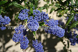 Ceanothus (Californian Lilac)