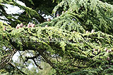 Cedrus deodara - Deodar cedar, Himalayan cedar