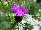 Centaurea nigra (Common knapweed, Hardheads)