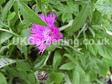 Centaurea nigra (Common knapweed, Hardheads)