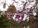 Cercis siliquastrum (Judas tree, Redbud)