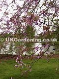 Cercis siliquastrum (Judas tree, Redbud)