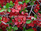 Chaenomeles (Quince)